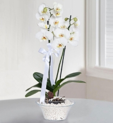 Camda Beyaz Orkide Konik cam vazo içerisinde 2 köklü beyaz orkide ile hazırlanmıştır