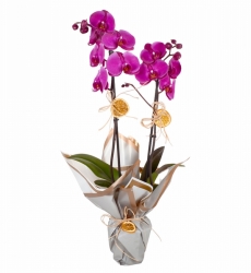 Çift Dallı Orkide (Mor)