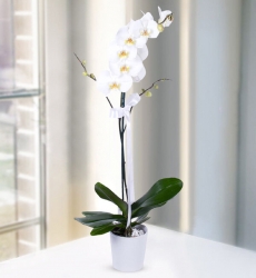 Beyaz Orkide (Seramikte) Seramik saksı içerisinde hazırlanmış 60 cm yüksekliğinde beyaz orkide bitkisi.