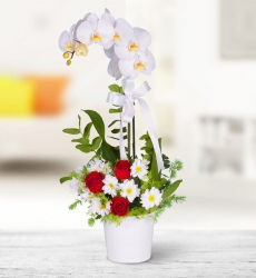  Beyaz Orkide Aranjman Seramik saksı içerisinde 60 cm yüksekliğinde beyaz orkide, kırmızı gül ve beyaz papatya ile hazırlanmıştır.