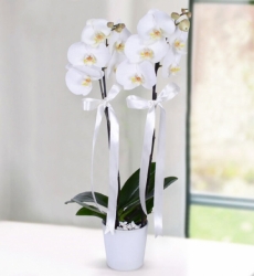 Asaletli Beyaz Orkide Seramik vazo içerisinde çift dallı beyaz orkide ile hazırlanmıştır
