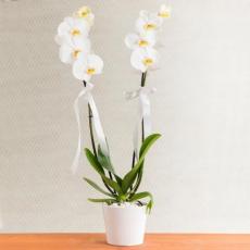 Çift Dallı Beyaz Orkide