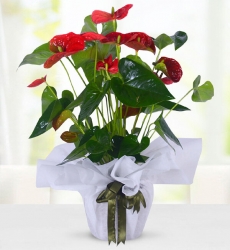 Antoryum Çiçeği Saksıda 50 cm yüksekliğinde kırmızı antoryum çiçeği.