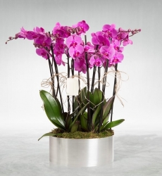 10 Dal Mor Orkide Bursa Gemlik Çiçek Siparişi