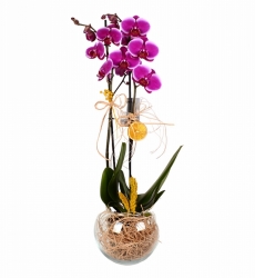 Mor OrkCam Fanusta Çift Dal Mor Orkideide Her şey seninle güzel temalı seramik vazo içerisinde çift dallı mor orkide ile hazırlanmıştır