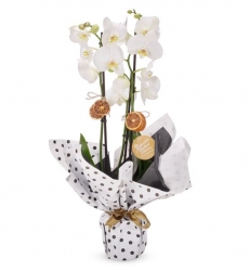 2 Dal Beyaz Orkide