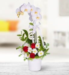 Beyaz Orkide Aranjman Seramik saksı içerisinde 60 cm yüksekliğinde beyaz orkide