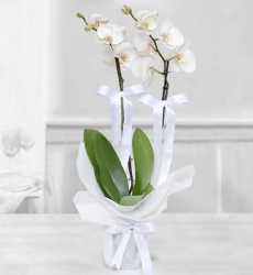 Çift Dallı Orkide (Beyaz) 55 Cm yüksekliğinde çift dallı beyaz phalanopsiz orkide bitkisi