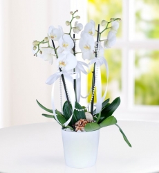 3 Dal Beyaz Orkide Çiçeği