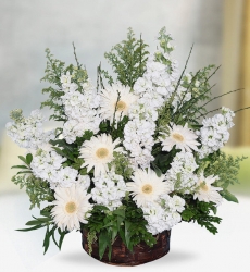 Beyaz Şebboy Gerbera Sepet içerisinde beyaz şebboy ve beyaz gerbera ile hazırlanmıştır.