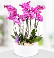 6 Mor Orkide Seramik saksı içerisinde 60 cm yüksekliğinde 6 lı mor orkide ile dekor edilerek hazırlanmıştır.