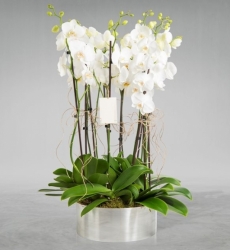 10 Dal Beyaz Orkide Sürpriz Çiçek Gemlik