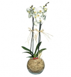 Cam Fanusta 2 Dal Mor Orkide Çiçeği