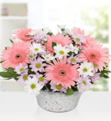  Pembe Gerbera ve Kır Çiçekleri Cam vazo içerisinde pembe gerbera ve beyaz papatya ile hazırlanmıştır.