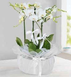 Saksıda 5 Beyaz Orkide Saksı içerisine 60 cm yüksekliğinde 5 li beyaz orkide ile hazırlanmıştır.