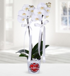 Çift Dallı Beyaz Orkide Seni Seviyorum temalı seramik vazo içerisinde çift dallı beyaz orkide ile hazırlanmıştır