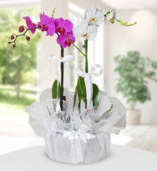 Mor ve Beyaz Orkide Saksı içerisinde 60 cm yüksekliğinde mor orkide ve beyaz orkide ile hazırlanmıştır