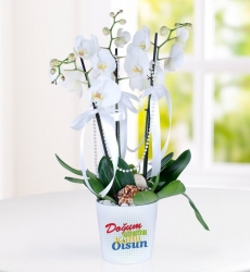 Doğum Günü Tebrikli 3 Dal Phalaenopsis Orkide